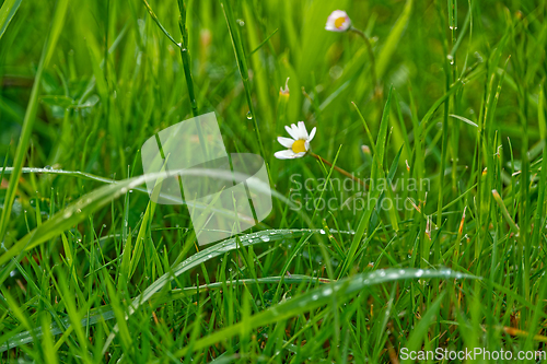 Image of Macro photography of grass and wildflowers with dew at dawn