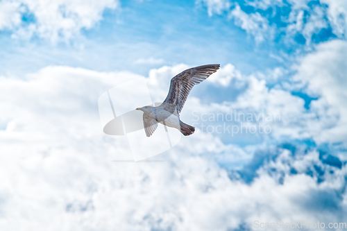 Image of Photo of a seagull in flight against a blue sky with feather clouds