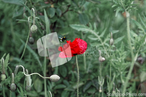 Image of Red poppy with a bee in flight on a green background. Macro photography