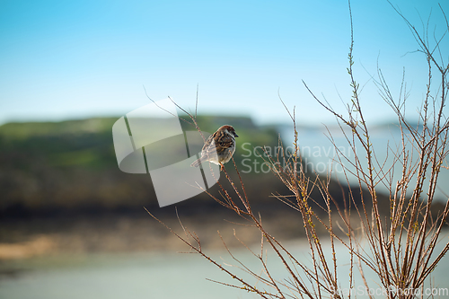 Image of A sparrow sits on a branch against the backdrop of the sea and a green island