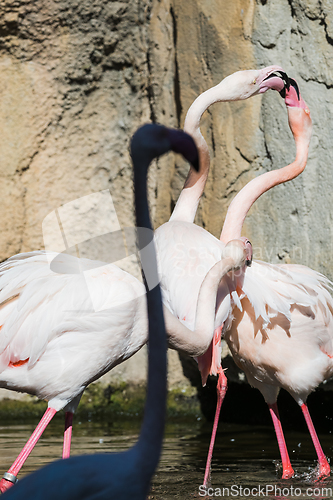 Image of Four pink flamingos