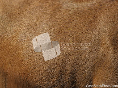 Image of Buffalo wool texture