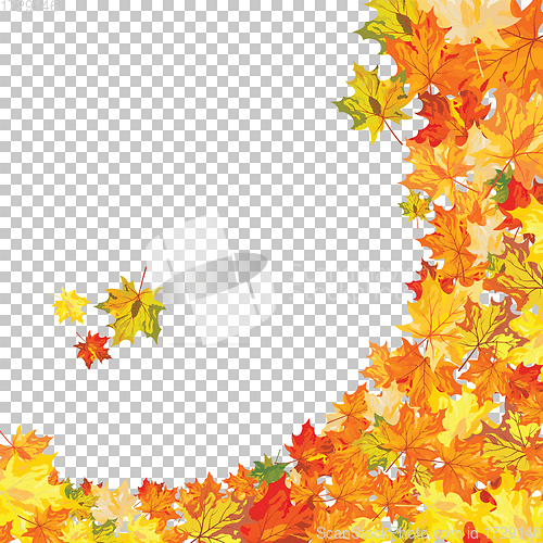 Image of Autumn maple leaves 