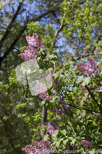 Image of beautiful lilac