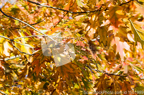 Image of nature in the autumn