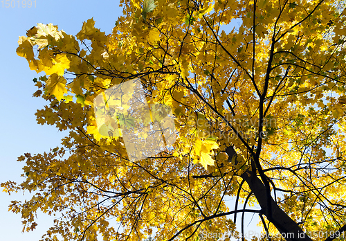 Image of Maple Park in autumn