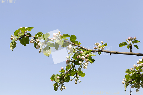 Image of full-bloom fruit trees