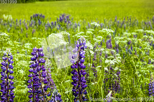 Image of blue lupine