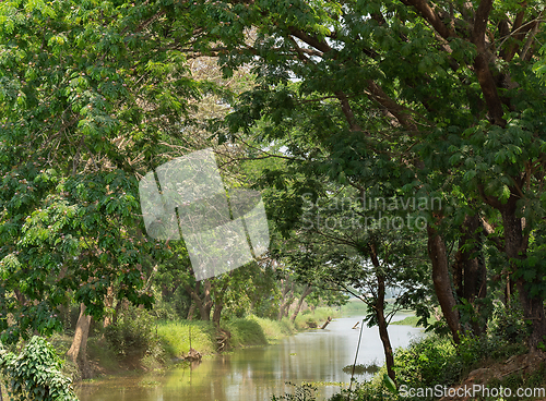 Image of Canal and forest in the Irrawaddy Region, Myanmar