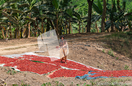 Image of Woman drying chili peppers in Myanmar