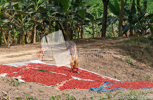 Image of Woman drying chili peppers in Myanmar