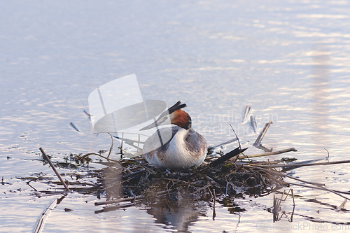 Image of great crested grebe on nest