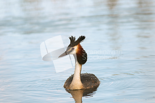 Image of great crested grebe swimming on water surface