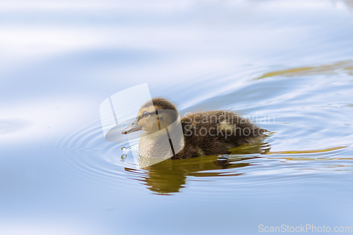 Image of mallard duck young bird