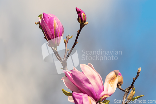 Image of pink magnolia flower