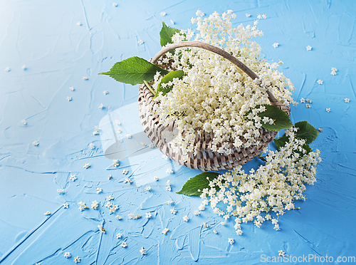 Image of Elder flower