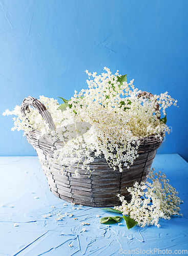 Image of Elder flower