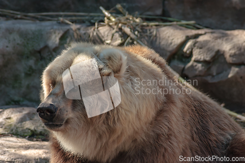 Image of Bear