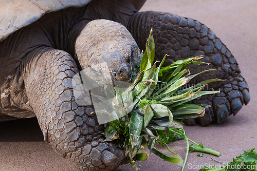 Image of Tortoise Eating