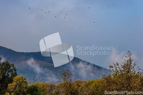 Image of Wooded Hill And Birds in Flight