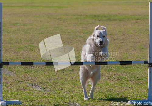 Image of Dog Trial