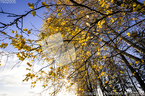 Image of yellowed birch leaves