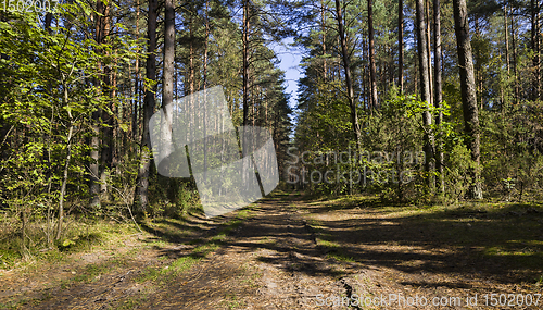 Image of road among forest