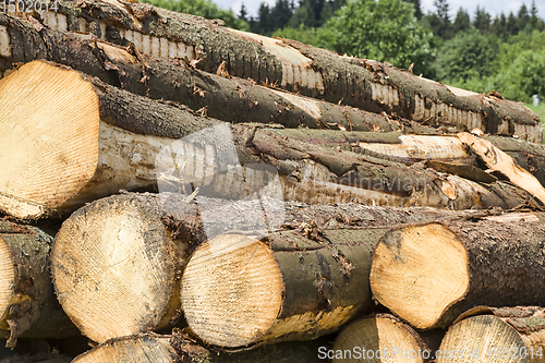 Image of logging pine logs