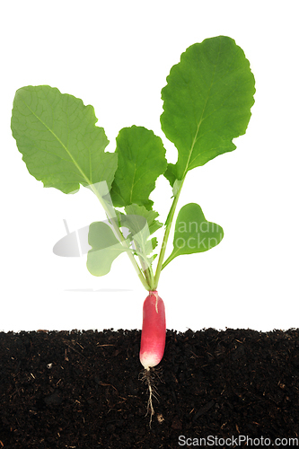 Image of Radish Plant Growing in Soil Cross Section 