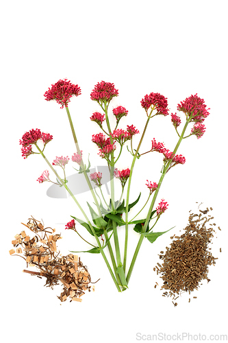 Image of Red Valerian Adaptogen Herb Plant and Root