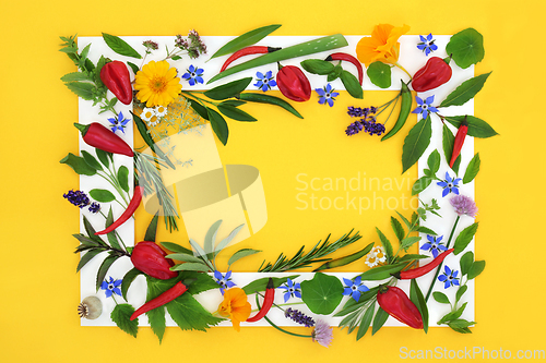 Image of Herbs Spice and Flowers Food Seasoning Background Frame 