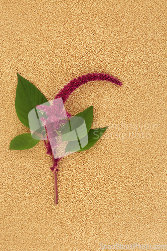 Image of Amaranthus Plant and Seed Background