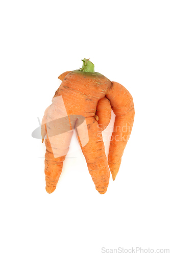 Image of Twisted and Deformed Ugly Carrot Vegetable