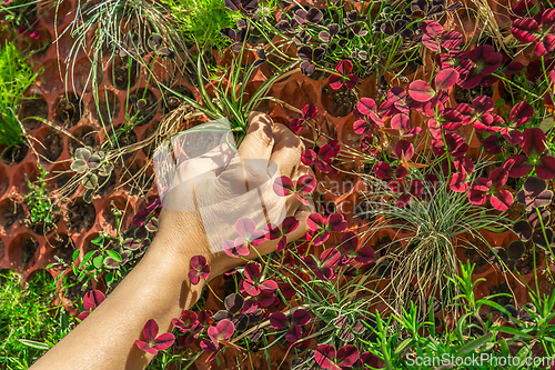 Image of Hand planting new plant on vertical wall.  Vertical gardening. 