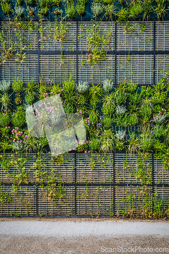 Image of Vertical green garden decoration on the wall. Vertical gardening. 