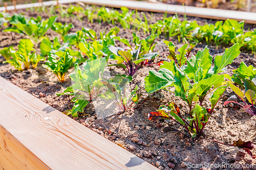 Image of Beet leaf. Green young leaves of beetroot and mangold growing in raised bed, vegetable garden. 