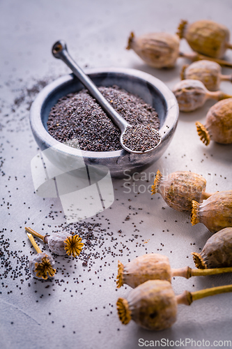 Image of Organic poppy seeds in small bowl with poppy heads