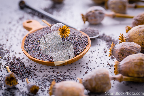 Image of Organic poppy seeds in small bowl with poppy heads