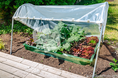 Image of DIY plastic greenhouse or foil greenhouse for food production  for small gardens