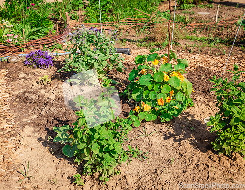 Image of Natural herb garden with mint, garden nasturtium or Indian cress, borage