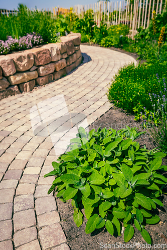 Image of Paved path in herb garden and flower garden in patio and backyard