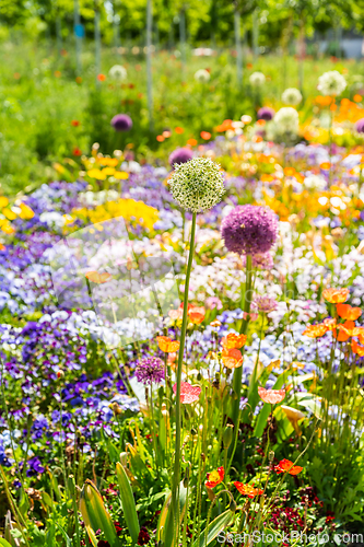 Image of Scenic view of colourful flowerbeds in sunny day