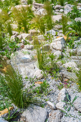 Image of Ornamental grasses in rockery, rock garden concept