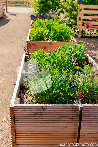 Image of Vegetable garden with wooden raised beds for herbs, fruits and vegetables