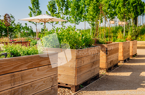 Image of Vegetable garden with wooden raised beds for herbs, fruits and vegetables