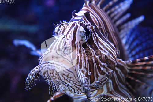 Image of lionfish in the sea water