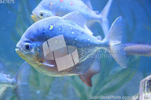 Image of big piranha fish