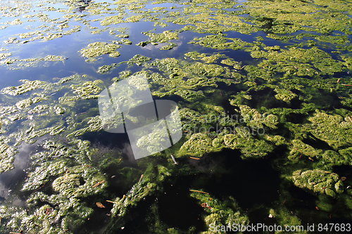 Image of green water alga