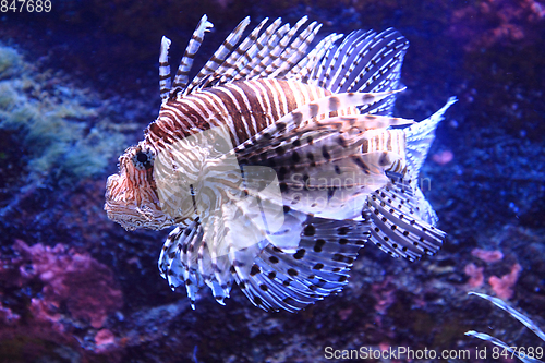 Image of lionfish in the sea water