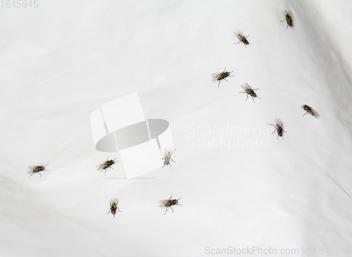 Image of flies on plastic film